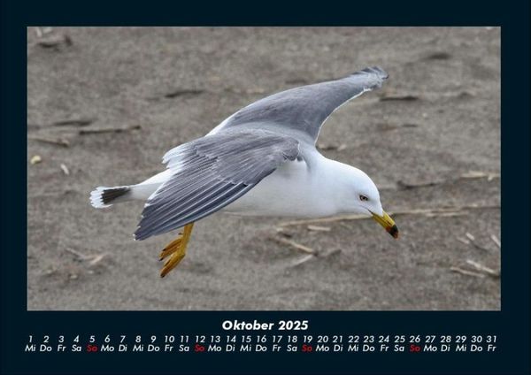 Produktbild: M&ouml;wen 2025 Fotokalender DIN A4