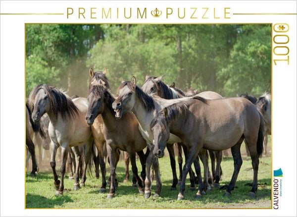 CALVENDO Puzzle Stutenherde im Merfelder Bruch | 1000 Teile Lege-Größe 64x48cm Foto-Puzzle für glückliche Stunden