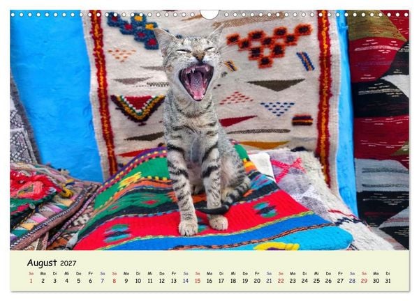 Produktbild: MarokkoCats (Wandkalender 2027 DIN A3 quer), CALVENDO Monatskalender