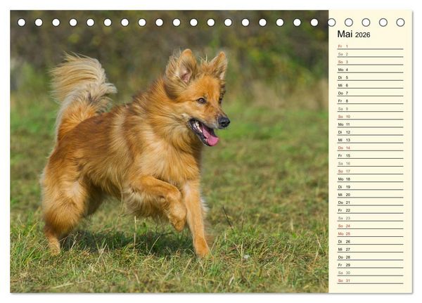 Produktbild: Altdeutsche H&uuml;tehunde - Fast vergessen (Tischkalender 2026 DIN A5 quer), CALVENDO Monatskalender