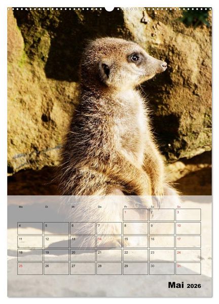 Produktbild: Erdm&auml;nnchen - Afrikas liebenswerte Zwerge (hochwertiger Premium Wandkalender 2026 DIN A2 hoch), Kunstdruck in Hochglanz