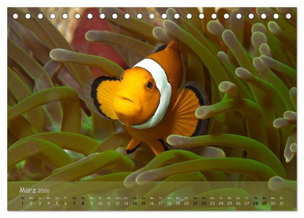 Produktbild: Anemonenfische - Streitbare Gesellen (Tischkalender 2026 DIN A5 quer), CALVENDO Monatskalender