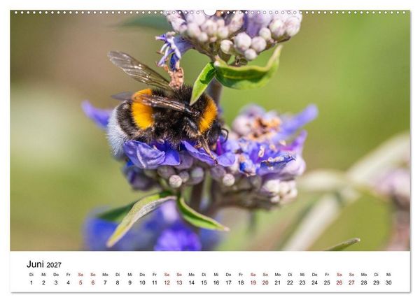 Produktbild: Bunter Nektarrausch - Nektarsammler in leuchtenden Farben (hochwertiger Premium Wandkalender 2027 DIN A2 quer), Kunstdruck in Hochglanz