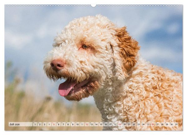 Produktbild: Lagotto Romagnolo - Ein Hund zum Verlieben (hochwertiger Premium Wandkalender 2026 DIN A2 quer), Kunstdruck in Hochglanz