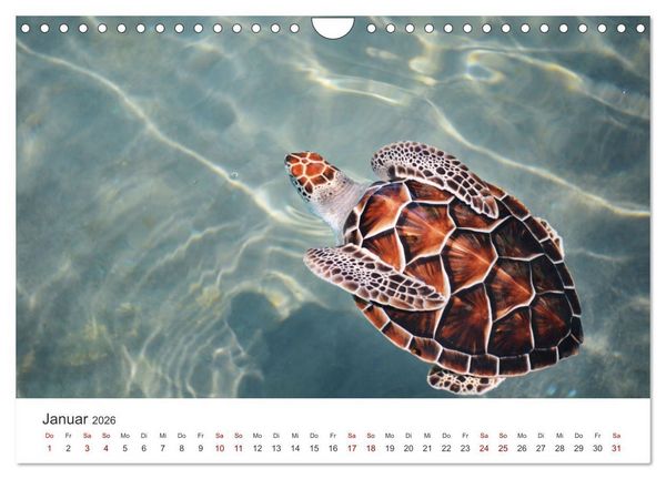 Produktbild: Schildkr&ouml;ten - Die gepanzerten Tiere. (Wandkalender 2026 DIN A4 quer), CALVENDO Monatskalender