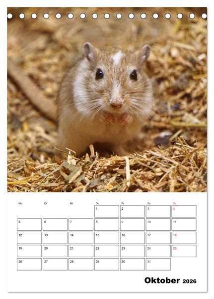 Produktbild: Lustige Rennm&auml;use (Tischkalender 2026 DIN A5 hoch), CALVENDO Monatskalender