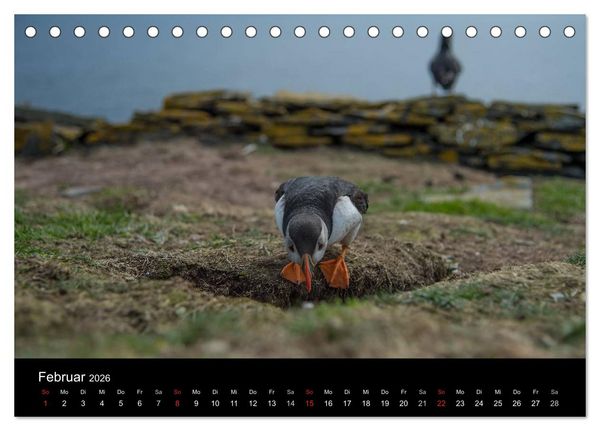 Produktbild: Papageientaucher 2026 (Tischkalender 2026 DIN A5 quer), CALVENDO Monatskalender