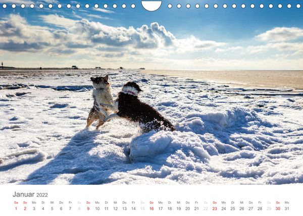 Produktbild: Australian Shepherd 2022 (Wandkalender 2022 DIN A4 quer)