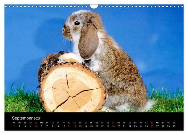 Produktbild: Zwergkaninchen (Wandkalender 2027 DIN A3 quer), CALVENDO Monatskalender