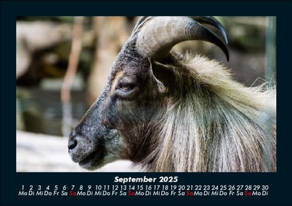 Produktbild: Tiere auf dem Bauernhof 2025 Fotokalender DIN A5