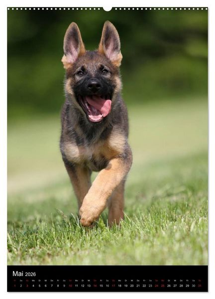 Produktbild: Deutscher Sch&auml;ferhund (Wandkalender 2026 DIN A2 hoch), CALVENDO Monatskalender