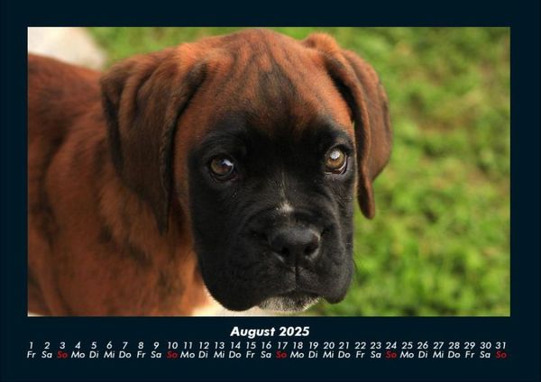 Produktbild: Welpen 2025 Fotokalender DIN A4