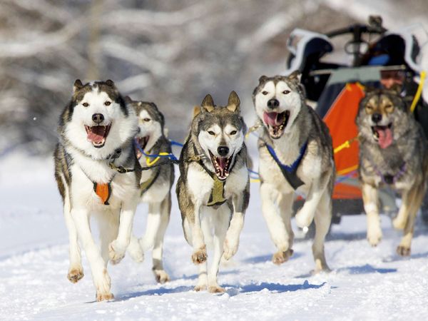 Produktbild: CALVENDO Puzzle Der Musher duckt sich in seinen Schlitten um die Last f&uuml;r seine Hunde zu verringern | 1000 Teile Lege-Gr&ouml;&szlig;e 64x48cm Foto-Puzzle f&uuml;r gl