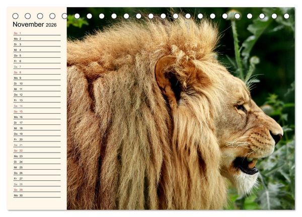 Produktbild: L&ouml;wen (Tischkalender 2026 DIN A5 quer), CALVENDO Monatskalender
