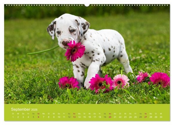 Produktbild: Welpen im Fr&uuml;hling (hochwertiger Premium Wandkalender 2026 DIN A2 quer), Kunstdruck in Hochglanz