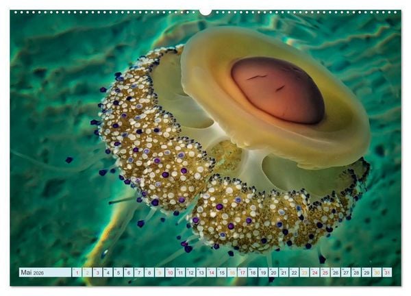 Produktbild: Quallen - einzigartige Wesen (hochwertiger Premium Wandkalender 2026 DIN A2 quer), Kunstdruck in Hochglanz