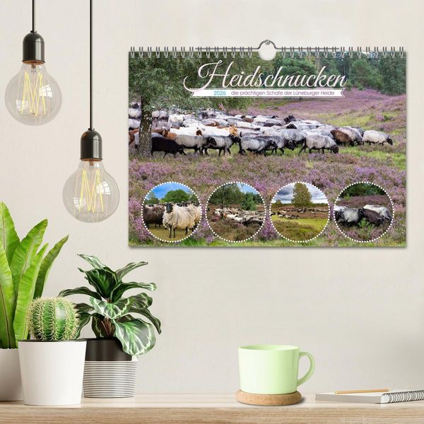Produktbild: Heidschnucken, die pr&auml;chtigen Schafe der L&uuml;neburger Heide (Wandkalender 2026 DIN A4 quer), CALVENDO Monatskalender