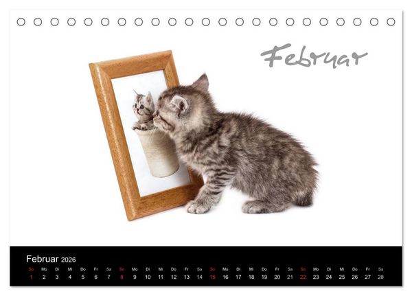 Produktbild: Katzenbabys (Tischkalender 2026 DIN A5 quer), CALVENDO Monatskalender