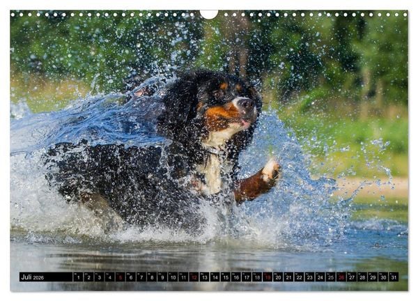 Produktbild: Berner Sennenhunde in Action (Wandkalender 2026 DIN A3 quer), CALVENDO Monatskalender