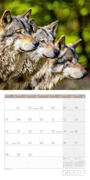Produktbild: W&ouml;lfe Kalender 2027 - 30x30 - Art12