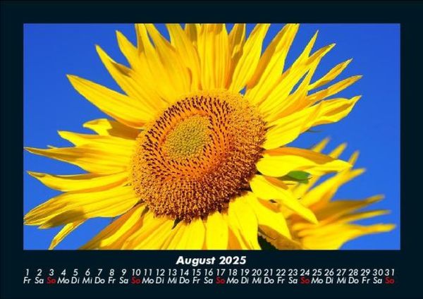 Produktbild: Blumentr&auml;ume 2025 Fotokalender DIN A5