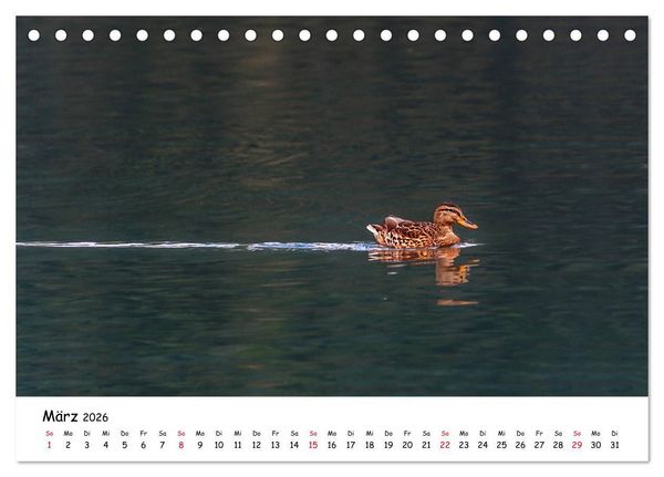 Produktbild: Wanderbarer Wei&szlig;ensee (Tischkalender 2026 DIN A5 quer), CALVENDO Monatskalender