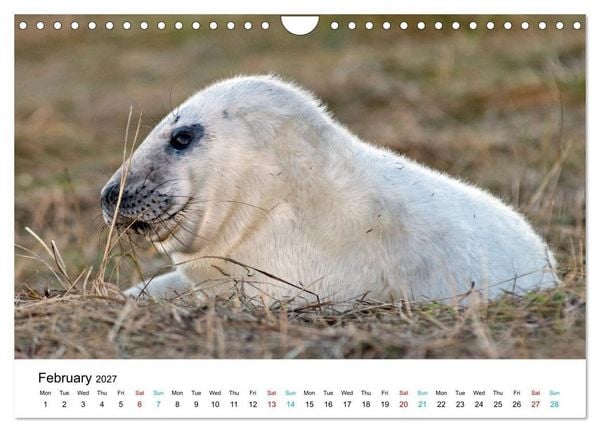 Produktbild: Grey Seal Pups of Donna Nook (Wall Calendar 2027 DIN A4 landscape), CALVENDO 12 Month Wall Calendar