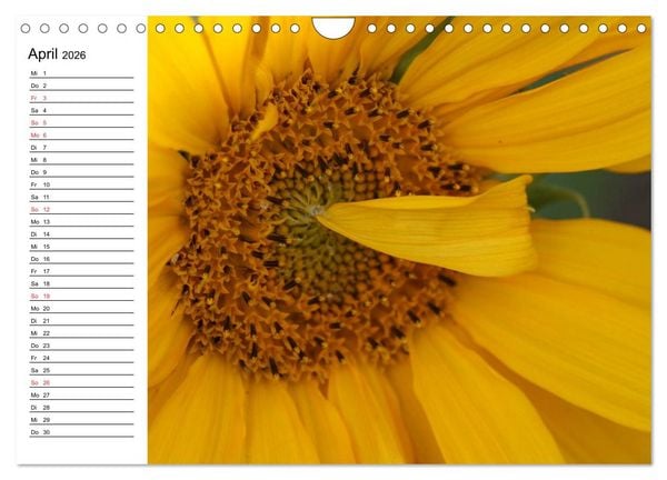 Produktbild: Sonnenblumen Impressionen (Wandkalender 2026 DIN A4 quer), CALVENDO Monatskalender