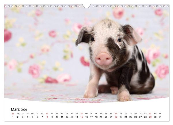 Produktbild: Niedliche Ferkel lovely piglets 2026 (Wandkalender 2026 DIN A3 quer), CALVENDO Monatskalender
