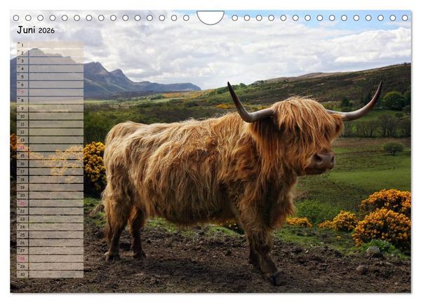 Produktbild: Schottische Hochlandrinder - Highland Cattle im Portrait (Wandkalender 2026 DIN A4 quer), CALVENDO Monatskalender