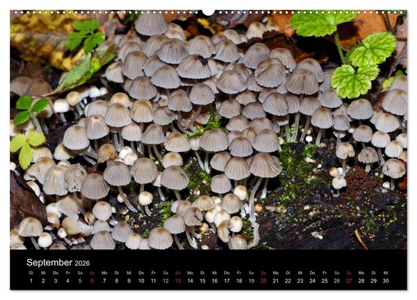 Produktbild: Pilze, Pilze (hochwertiger Premium Wandkalender 2026 DIN A2 quer), Kunstdruck in Hochglanz
