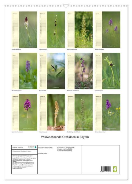 Produktbild: Wildwachsende Orchideen in Bayern (Wandkalender 2026 DIN A2 hoch), CALVENDO Monatskalender