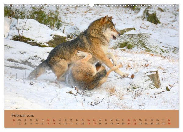 Produktbild: Begegnungen DER WOLF (hochwertiger Premium Wandkalender 2026 DIN A2 quer), Kunstdruck in Hochglanz