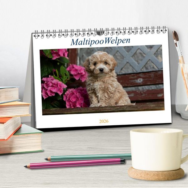 Produktbild: Maltipoo Welpen (Tischkalender 2026 DIN A5 quer), CALVENDO Monatskalender