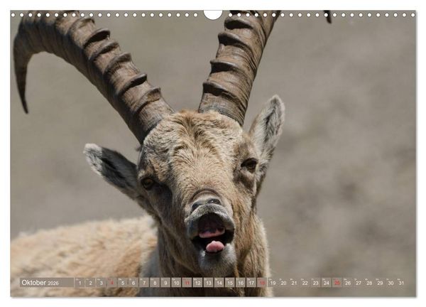 Produktbild: Steinwild am Pilatus (Wandkalender 2026 DIN A3 quer), CALVENDO Monatskalender