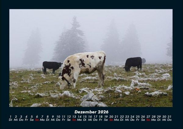 Produktbild: Kuhkalender 2026 Fotokalender DIN A4