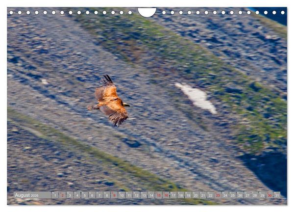 Produktbild: Wir sind die fliegenden Stars (Wandkalender 2026 DIN A4 quer), CALVENDO Monatskalender