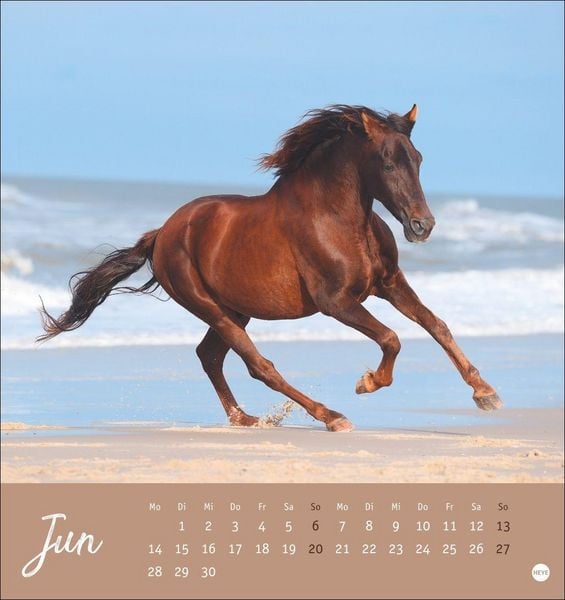 Produktbild: Pferde Postkartenkalender 2027 - Starke Freunde