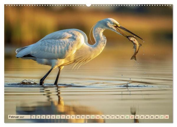 Produktbild: Silberreiher - pure Eleganz (Wandkalender 2027 DIN A2 quer), CALVENDO Monatskalender