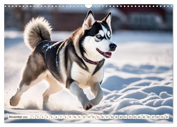 Produktbild: Siberian Huskies - die Extremsportler (Wandkalender 2026 DIN A3 quer), CALVENDO Monatskalender
