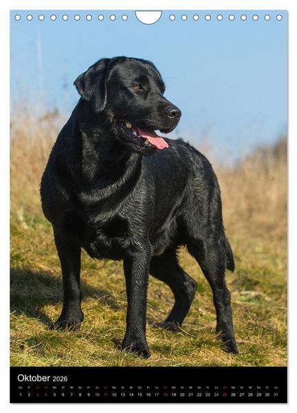 Produktbild: Faszination Labrador Retriever (Wandkalender 2026 DIN A4 hoch), CALVENDO Monatskalender