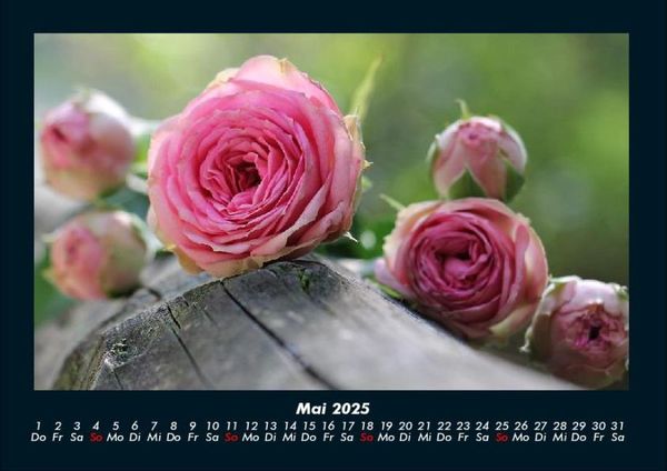 Produktbild: Rosentraum 2025 Fotokalender DIN A4