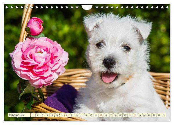 Produktbild: Kobold auf 4 Pfoten - West Highland White Terrier (Wandkalender 2026 DIN A4 quer), CALVENDO Monatskalender