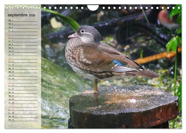 Produktbild: La vie paisible des canards (Calendrier mural 2026 DIN A4 vertical), CALVENDO calendrier mensuel