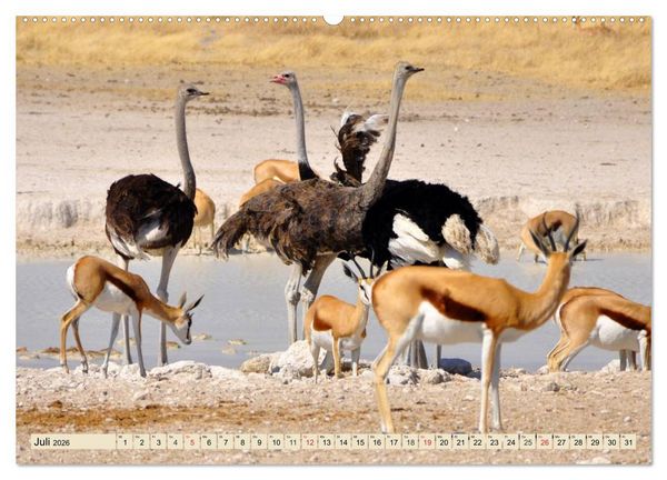 Produktbild: Strau&szlig;e. Afrikas sch&ouml;ne Laufv&ouml;gel (hochwertiger Premium Wandkalender 2026 DIN A2 quer), Kunstdruck in Hochglanz
