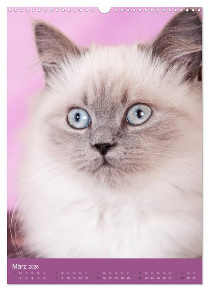 Produktbild: Britisch Langhaar Katzen (Wandkalender 2026 DIN A3 hoch), CALVENDO Monatskalender