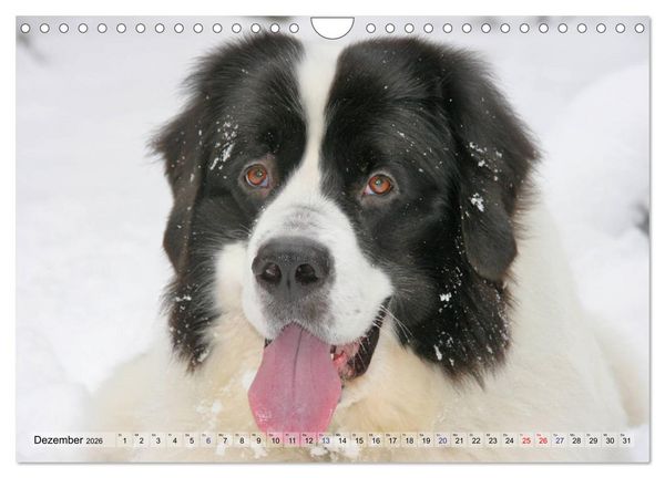 Produktbild: Landseer - Das Wasser ist ihr Element (Wandkalender 2026 DIN A4 quer), CALVENDO Monatskalender