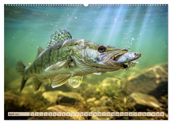 Produktbild: Zander im See (Wandkalender 2027 DIN A2 quer), CALVENDO Monatskalender