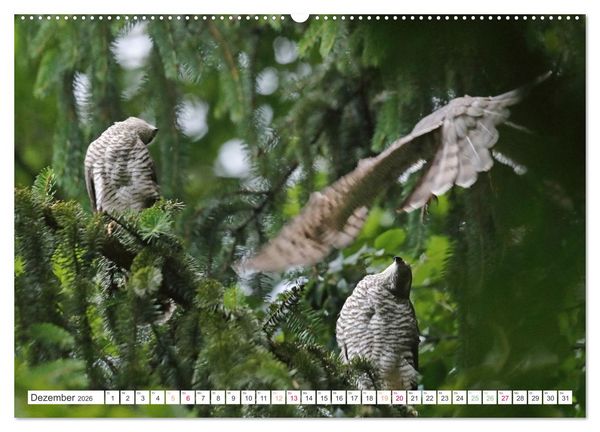 Produktbild: Sperber - Kleiner Vogel Greif (hochwertiger Premium Wandkalender 2026 DIN A2 quer), Kunstdruck in Hochglanz