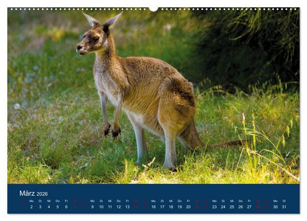 Produktbild: Freilebende K&auml;ngurus (hochwertiger Premium Wandkalender 2026 DIN A2 quer), Kunstdruck in Hochglanz
